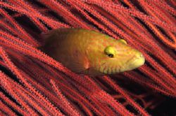 Cucù: Nikon D100. 60 macro,Two strobo , Take in Bunaken C... by Marchione Giacomo 